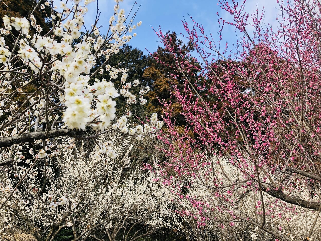 宮山ふるさとふれあい公園