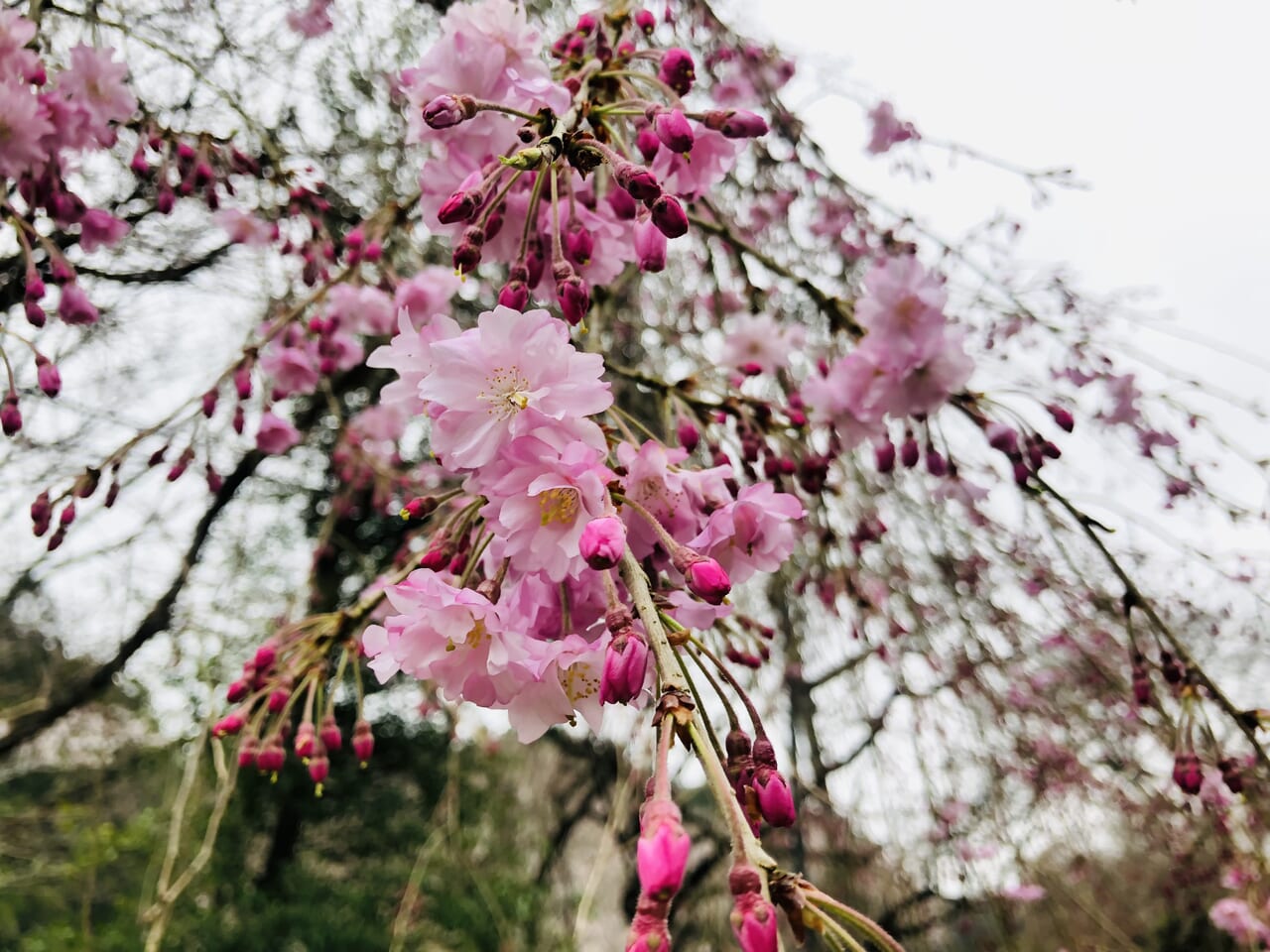 洞源寺