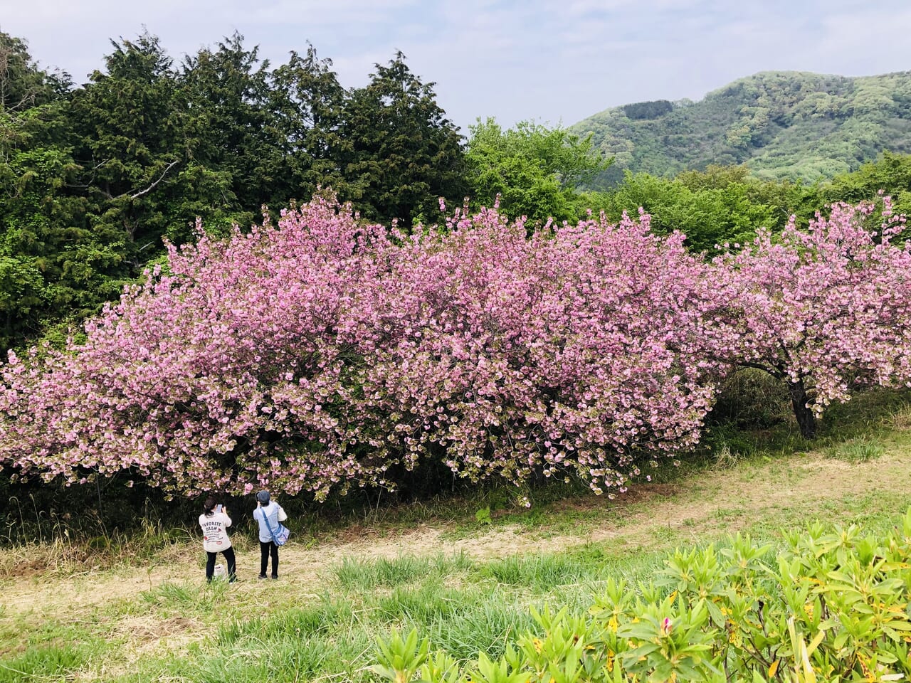 富谷山ふれあい公園