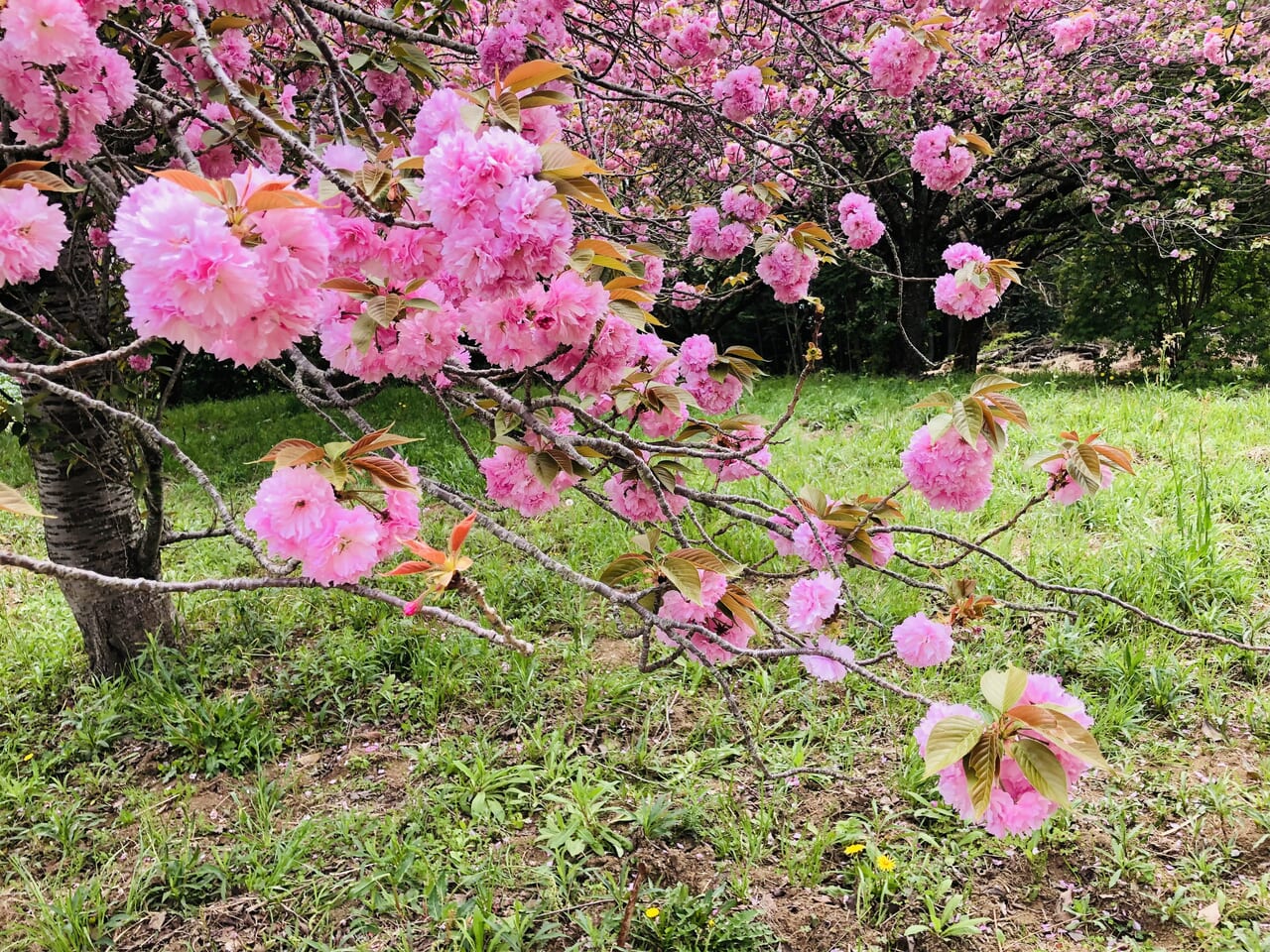 富谷山ふれあい公園