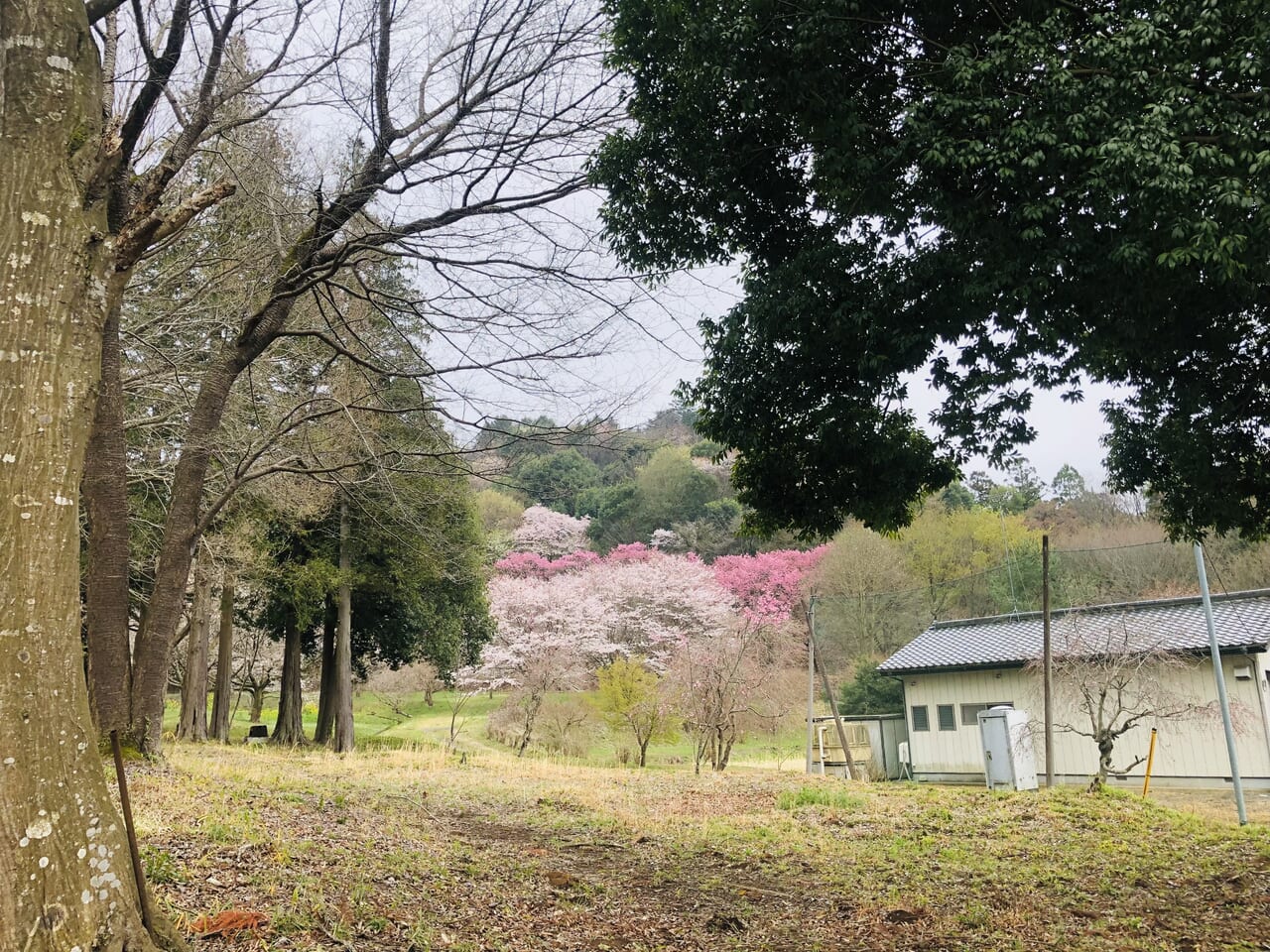 薬王寺