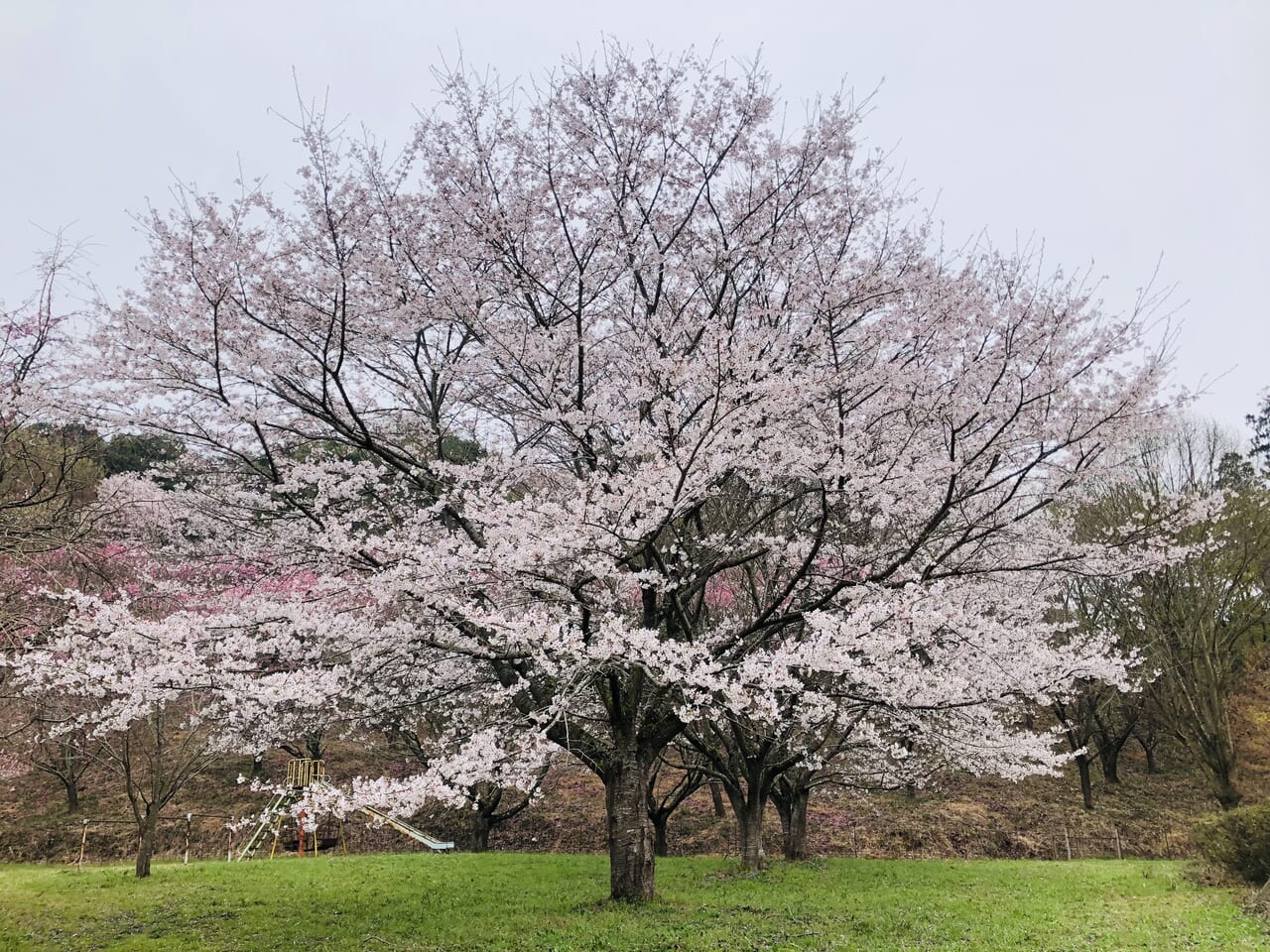 薬王寺