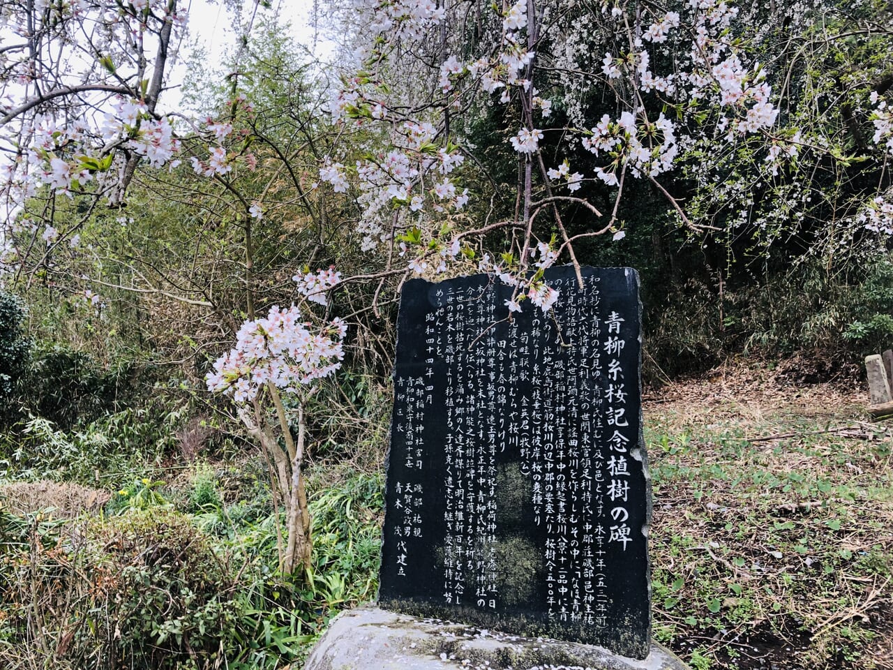 糸桜植樹記念碑