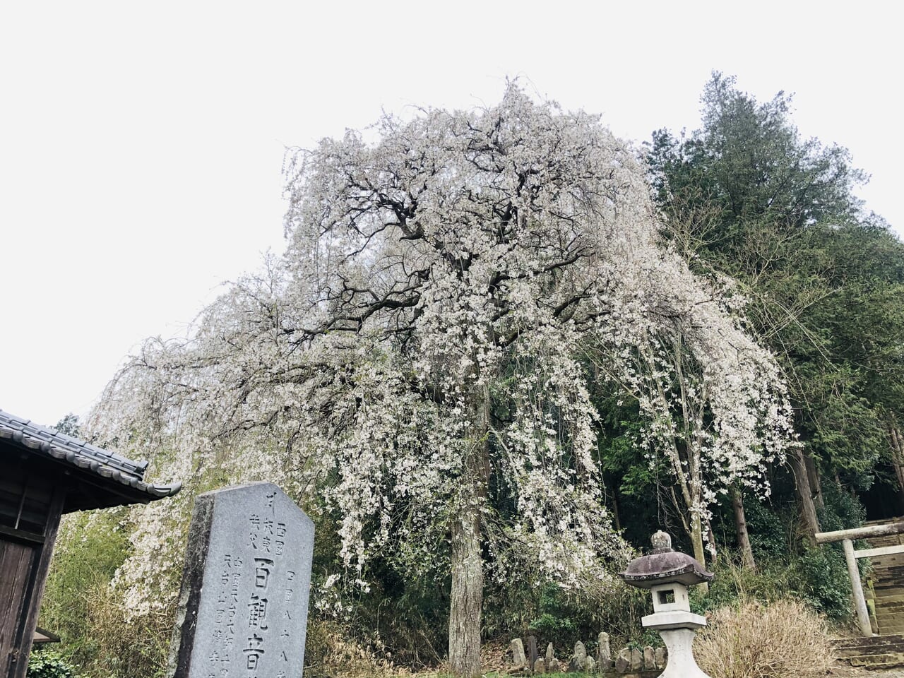 青柳の糸桜