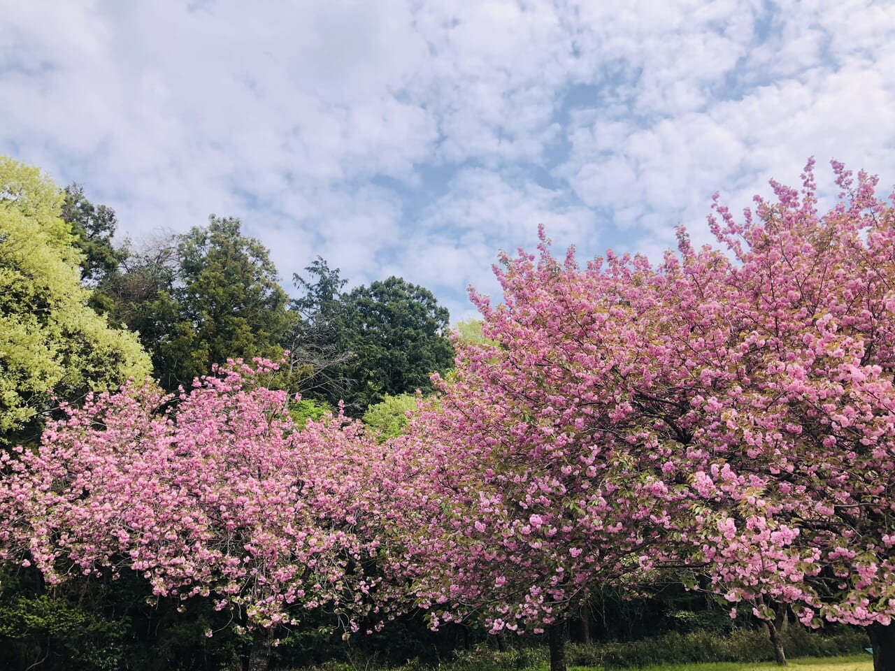 桜川市総合運動公園