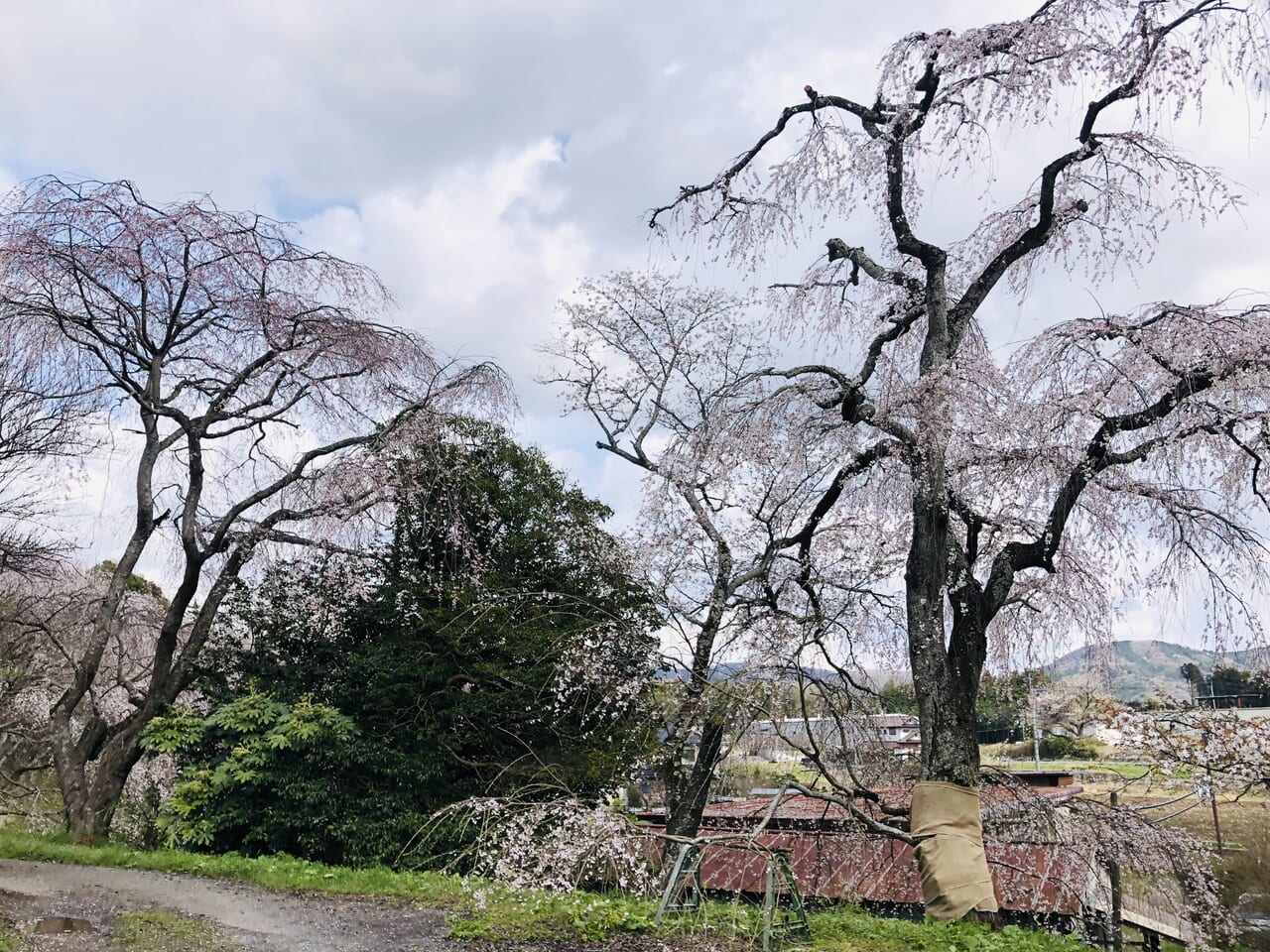 糸桜