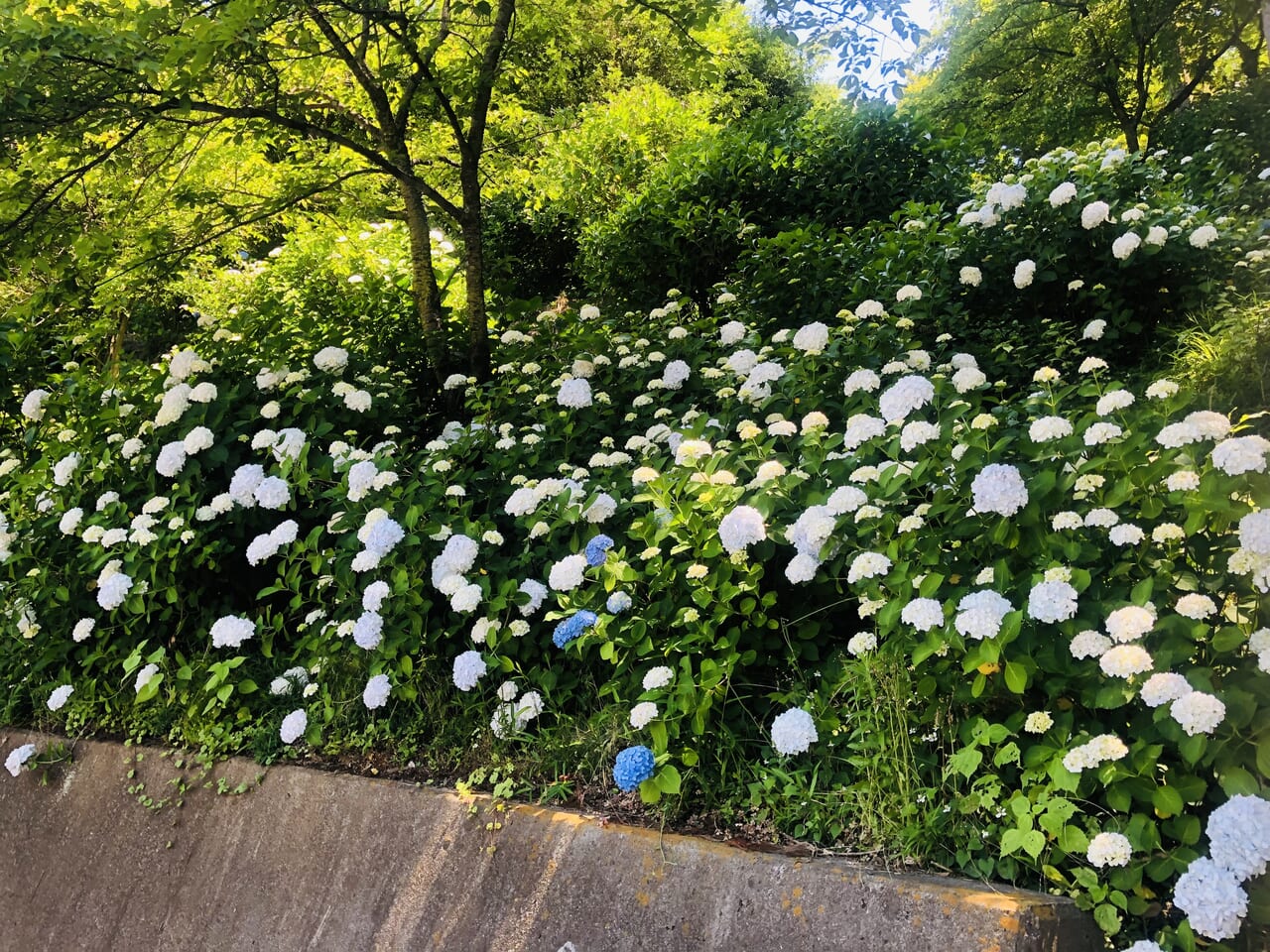 雨引観音
