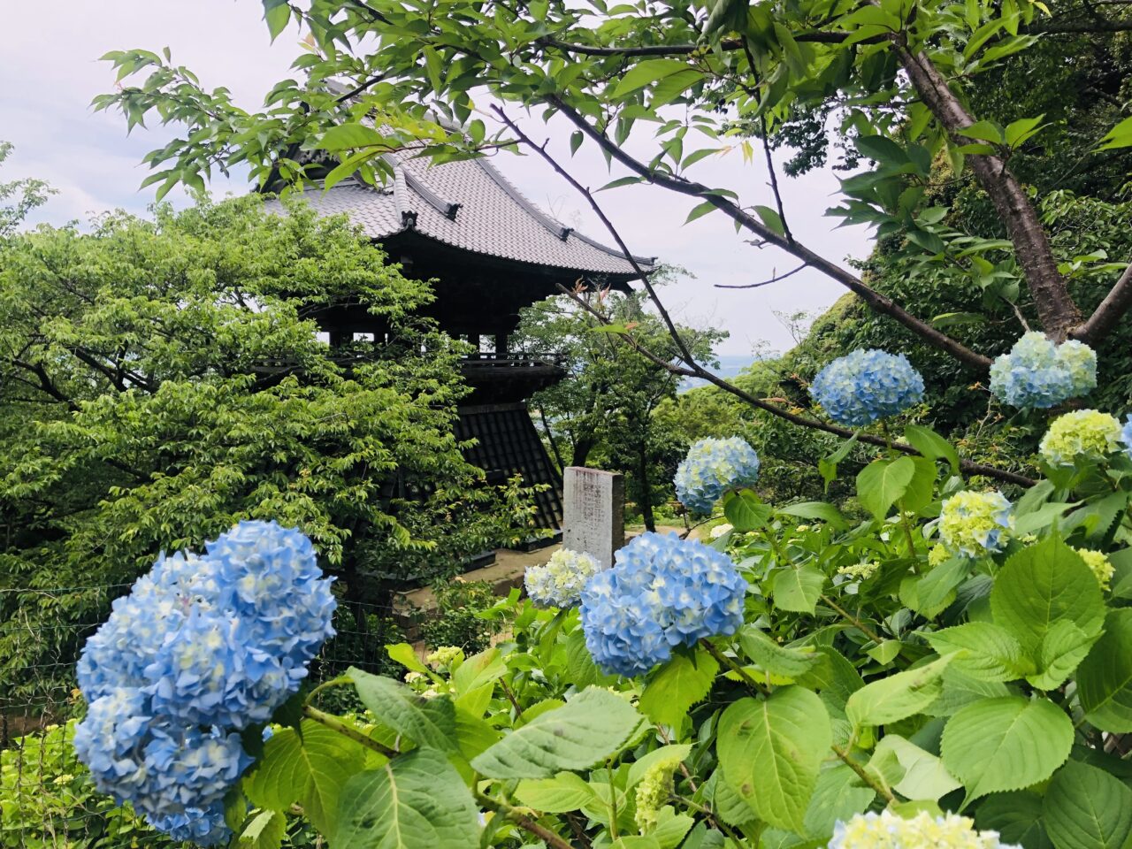 雨引観音あじさい