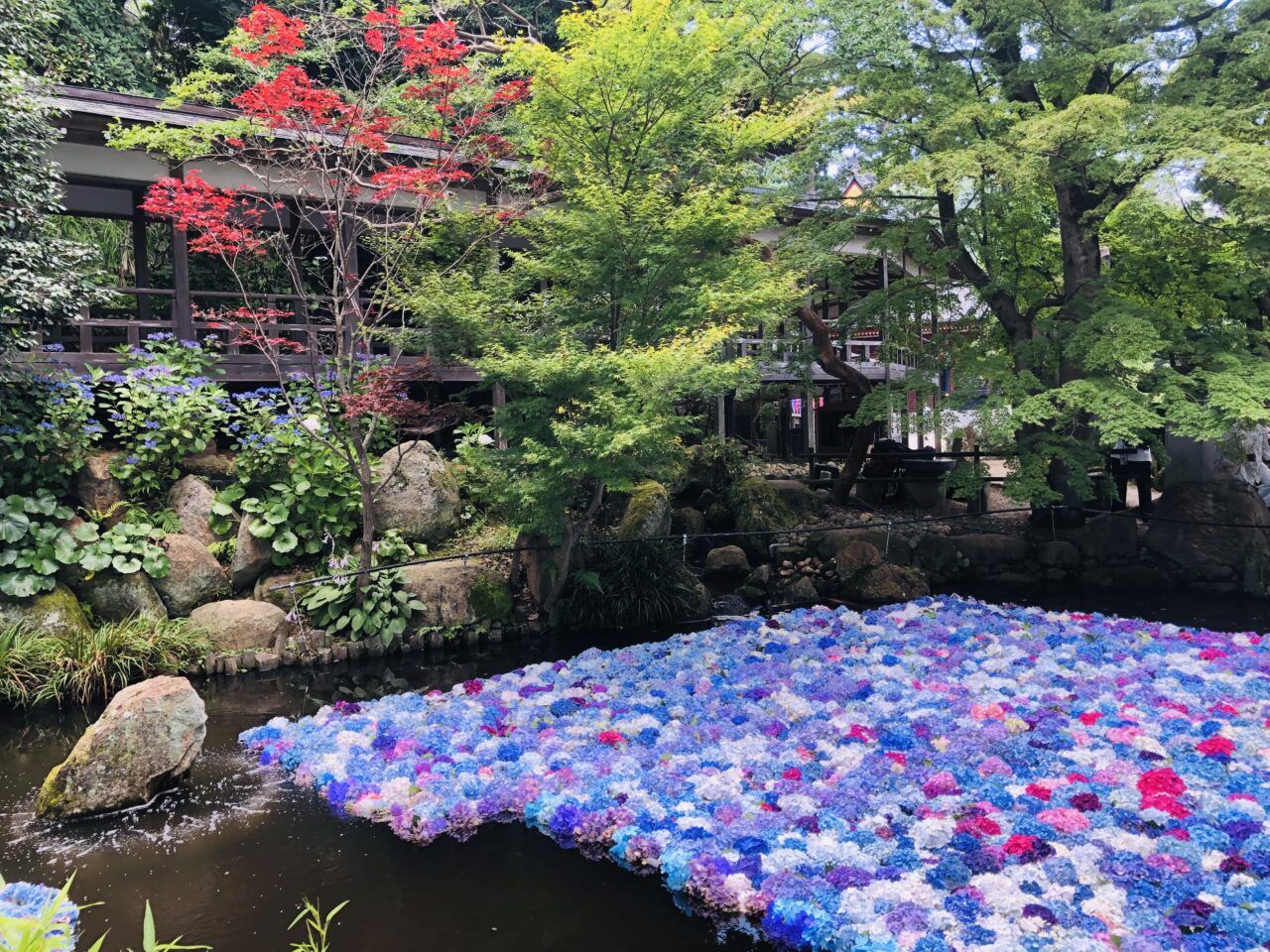 雨引観音あじさい祭