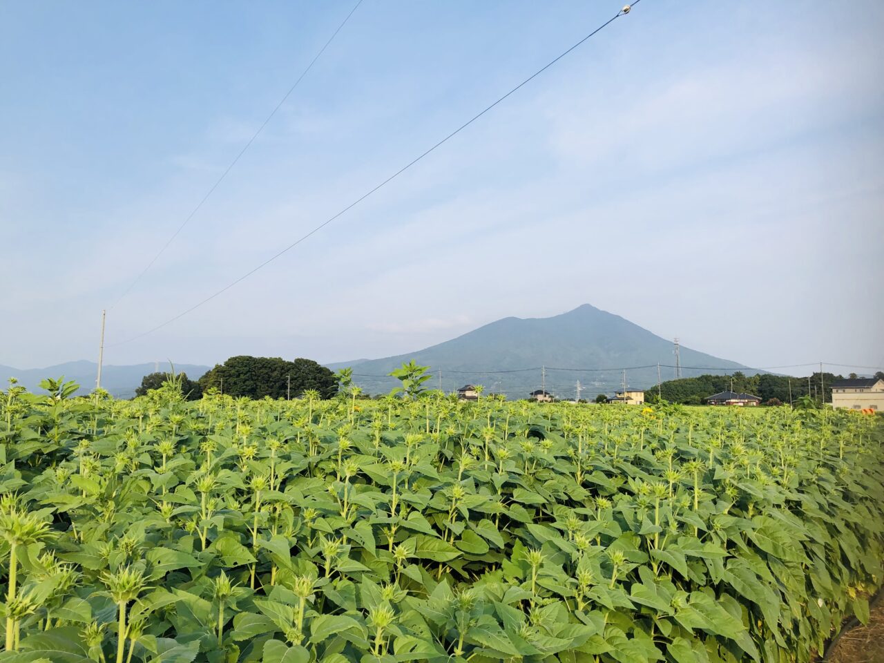 あけのひまわり
