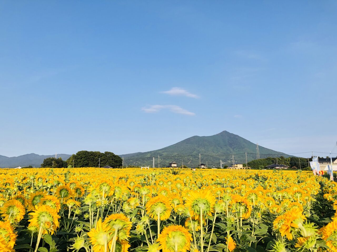 あけのひまわりフェスティバル