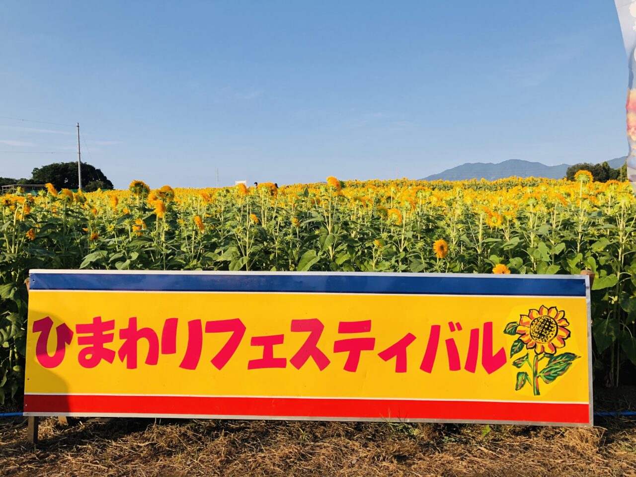 あけのひまわりフェスティバル