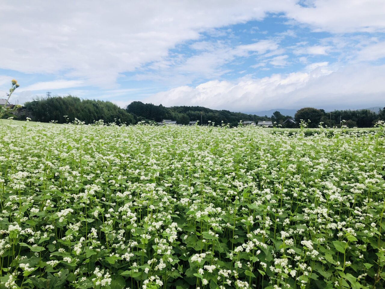 そばの花