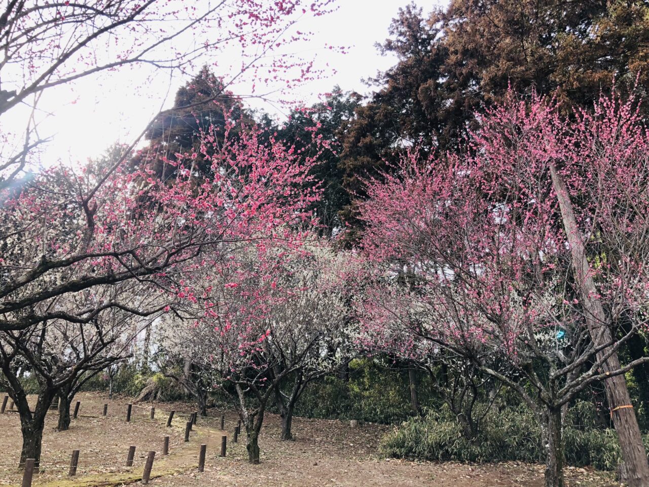 宮山ふるさとふれあい公園