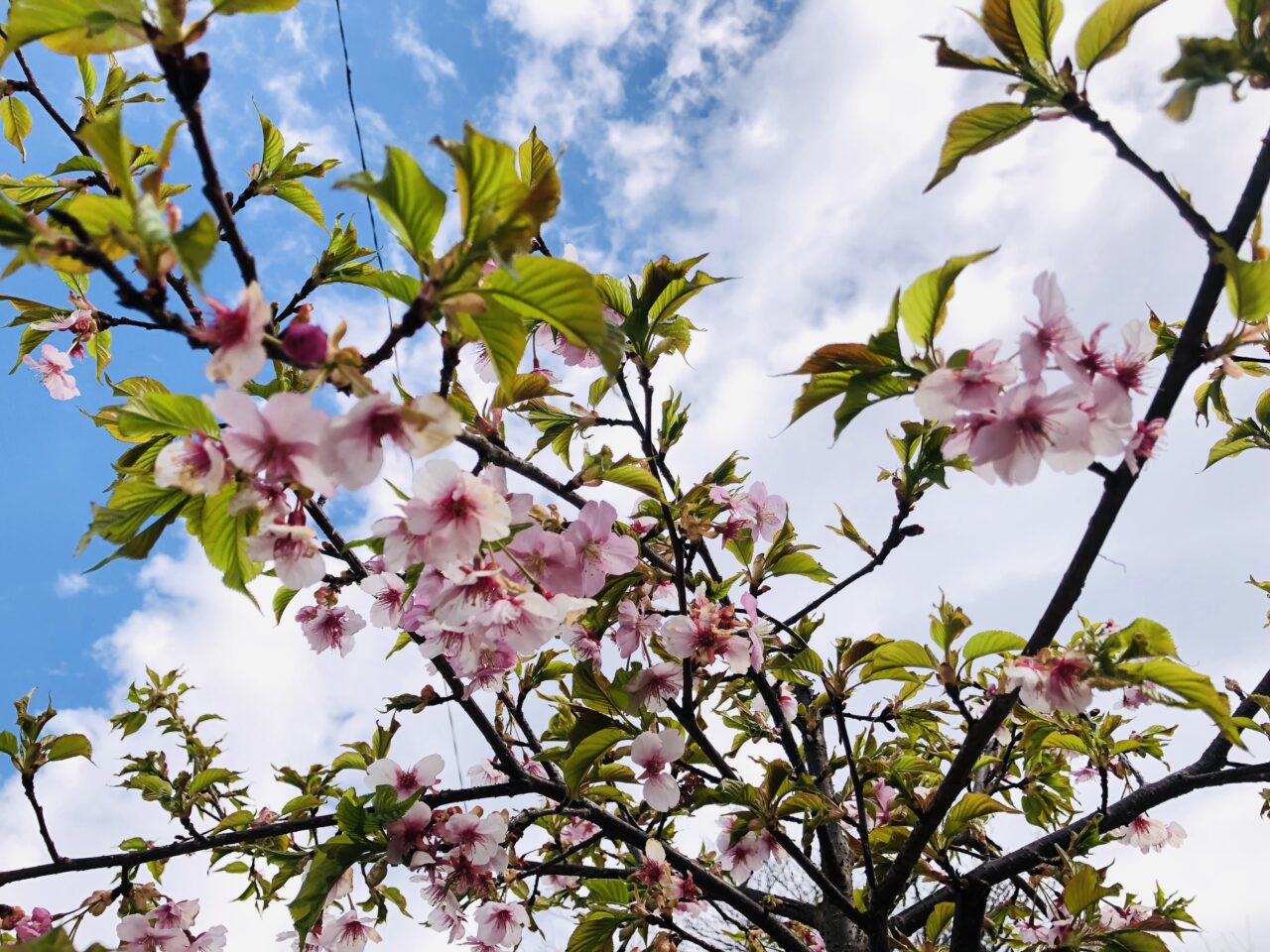 桜