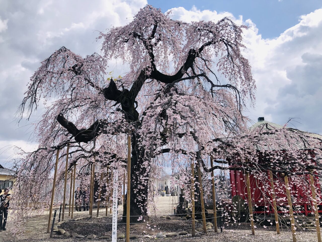 延命寺枝垂れ桜