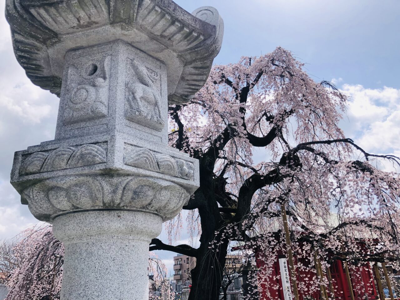 延命寺枝垂れ桜